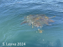 Kelp floating on the ocean's surface often traps trash.
