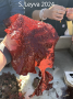 Turkish Towel Kelp