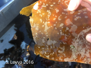 Bryozoans on kelp