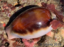 Brown Cowrie
