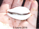 Brown Cowrie Shell (bottom)