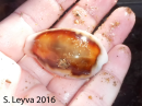 Brown Cowrie Shell (top)