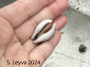 Brown Cowrie Shell (bottom)