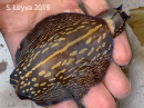 The California Aglaja (Navanax inermis) is a beautiful predatory sea slug.