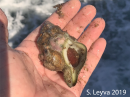 Kellet's Whelk (Bottom)