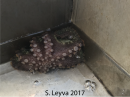 California Two Spot Octopus does not want to adult today