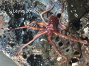 Pacific Red Octopus