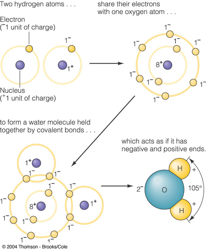 water molecule diagram electrons