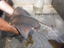 Bat Ray