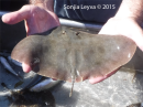 Butterfly Ray